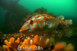 Welcome to my wreck. Friendly Ballan Wrasse on wreck of h... by Mike Clark 